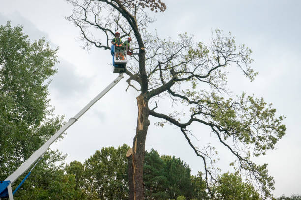 Professional Tree Removal in Onancock, VA